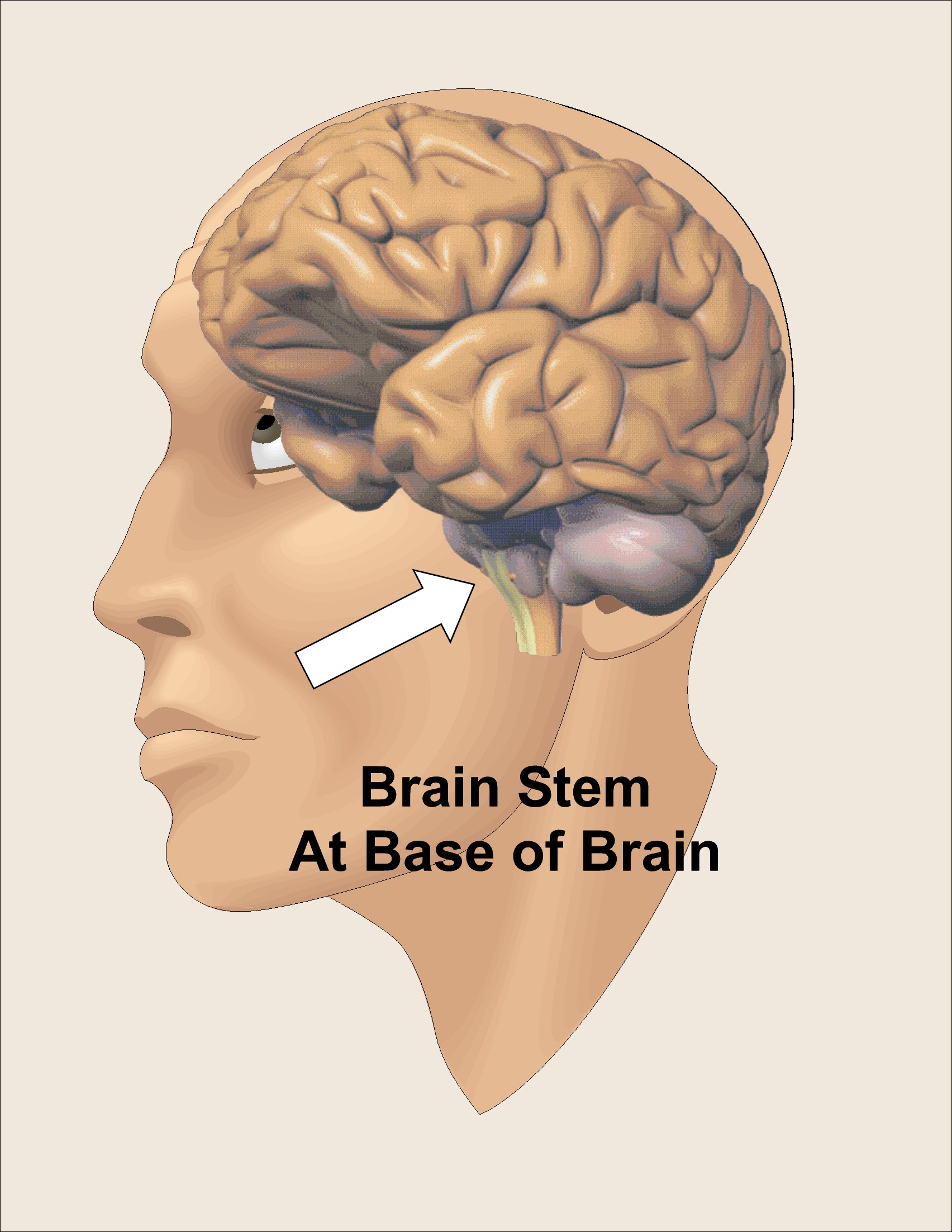 Brain Stem With Arrow